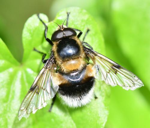 Volucella bombylans